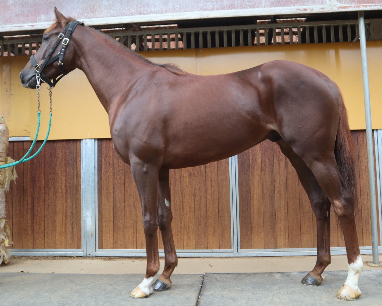 ナフセッド　　牡２歳　　※中央競馬　登録抹消_main1