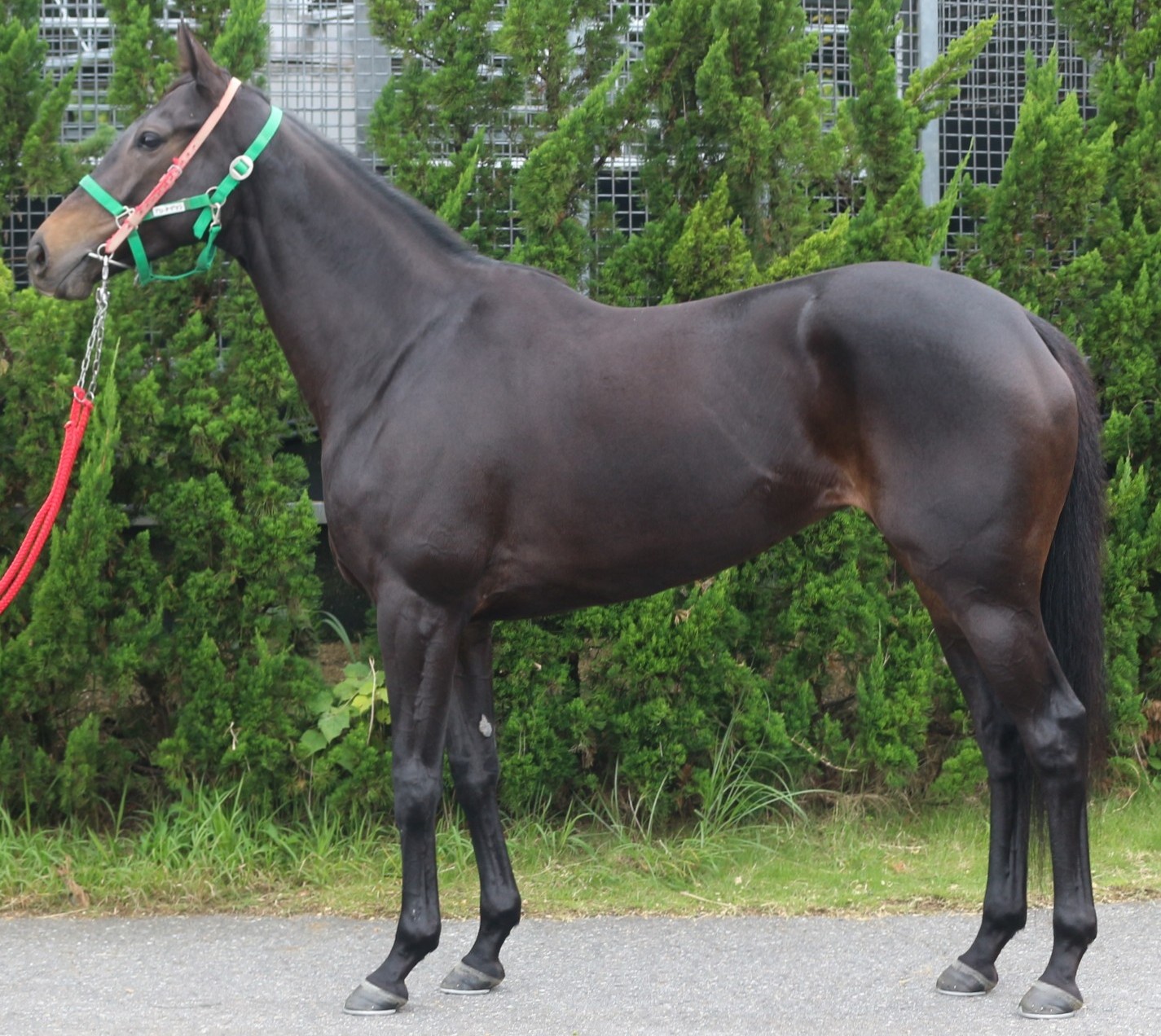 ブロードグリン 牝4歳 ※中央競馬 登録抹消 | サラブレッドオークション