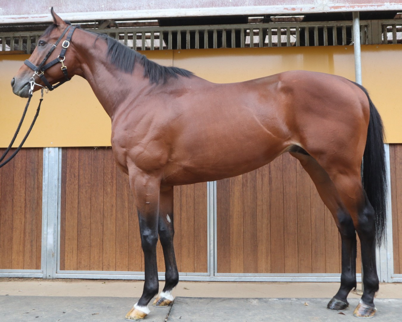 ウォーハンマー 牡5歳 ※中央競馬 登録抹消 | サラブレッドオークション