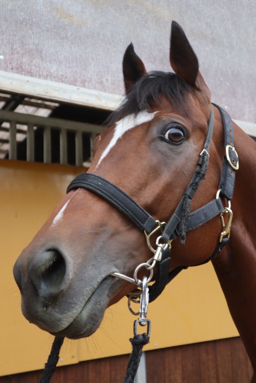ウォーハンマー 牡5歳 ※中央競馬 登録抹消 | サラブレッドオークション