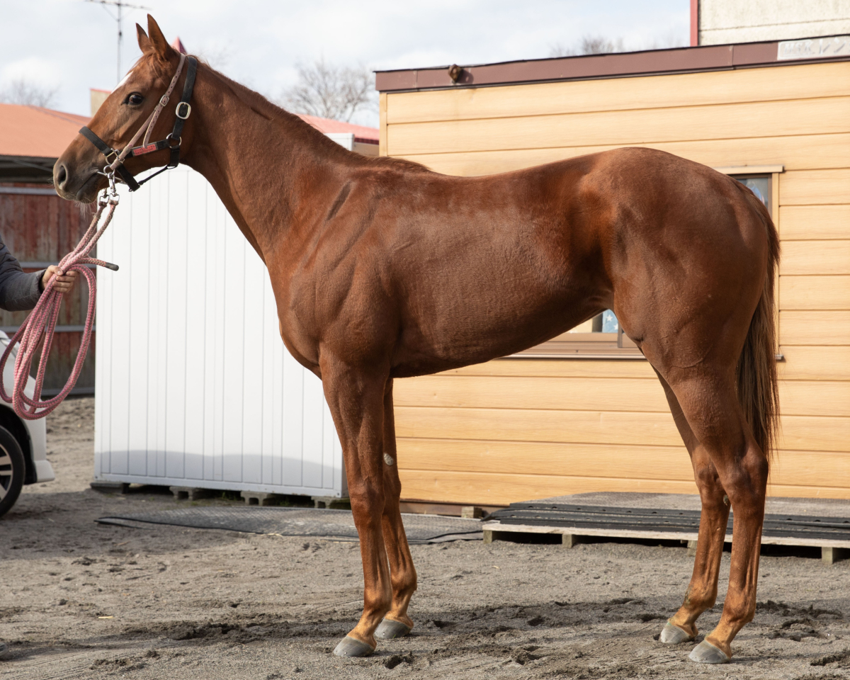 ノーブルブロッサム　　牝２歳　　※地方競馬　在籍_main1