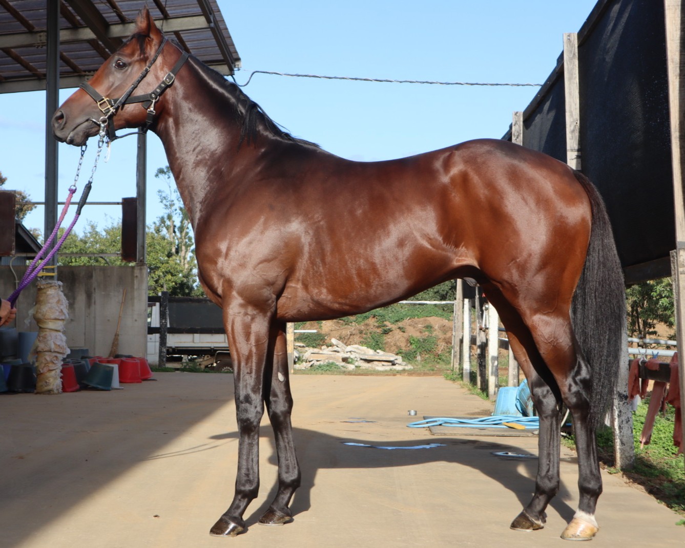 ギガントマキア　　牡２歳　　※地方競馬　在籍_main1