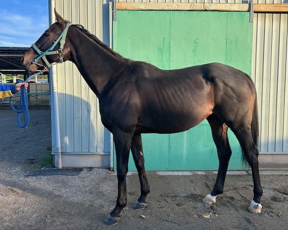 サヴァ　　牡７歳　　※地方競馬　在籍_main1