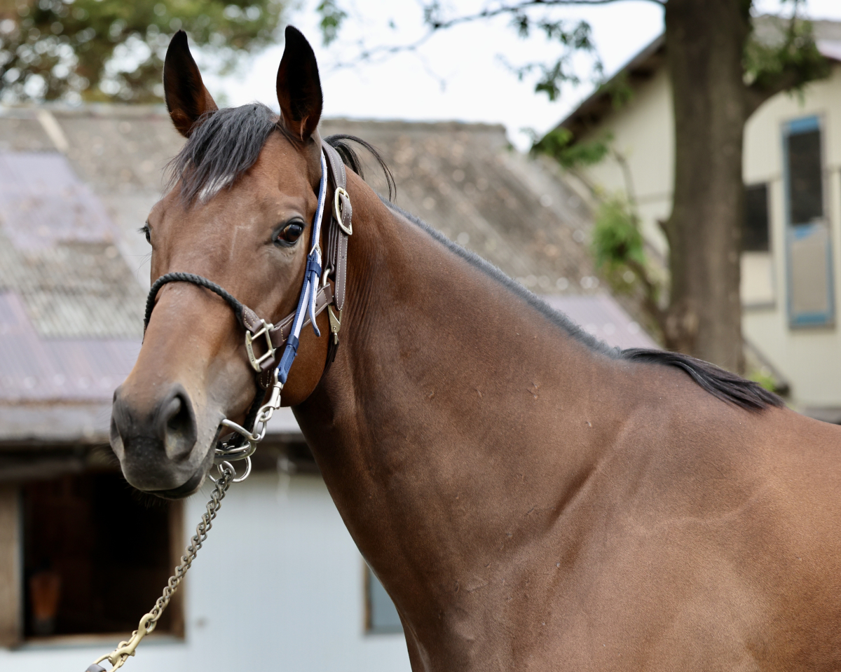ランベントライト 牝5歳 ※繁殖牝馬 （空胎） | サラブレッドオークション