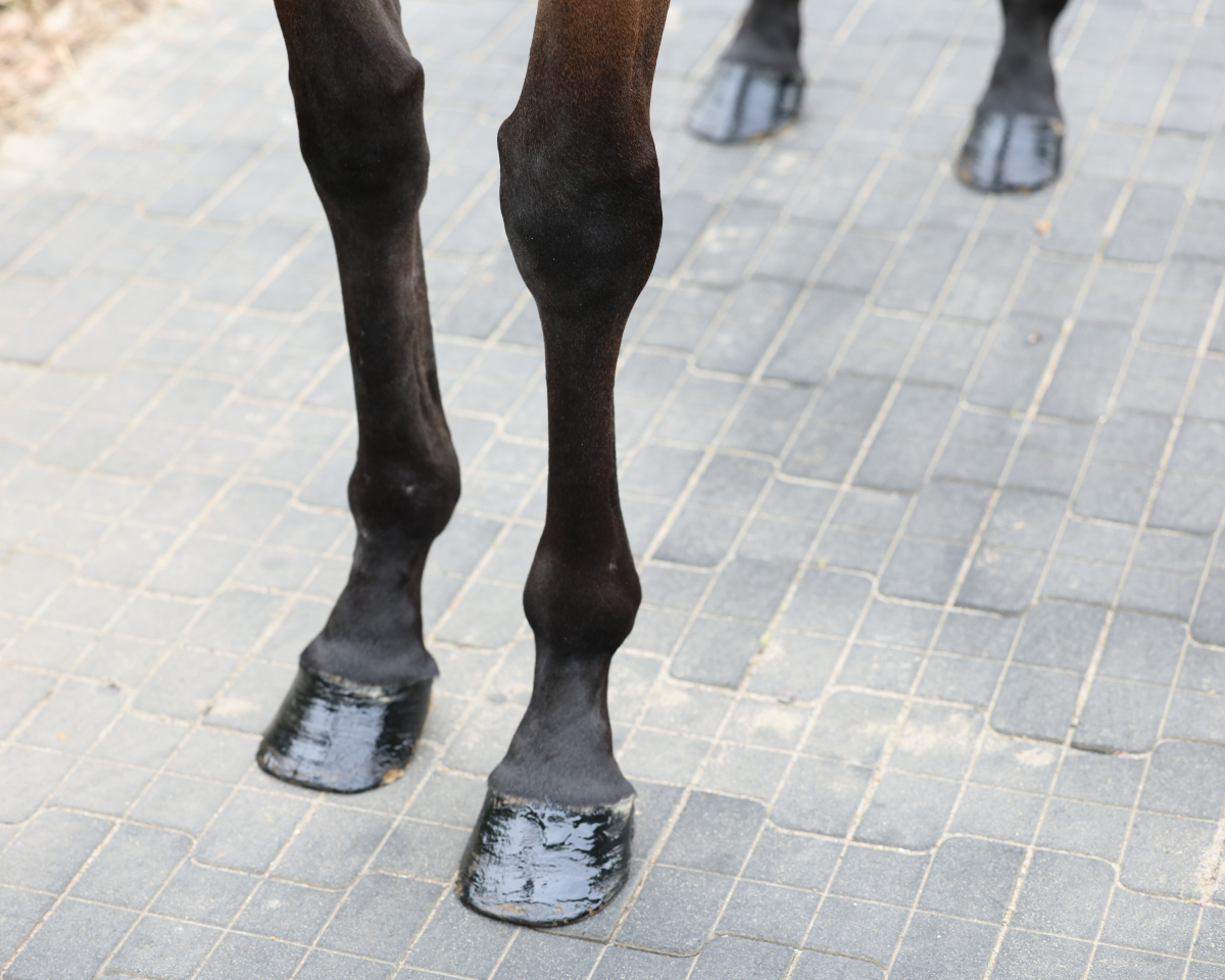 ランベントライト 牝5歳 ※繁殖牝馬 （空胎） | サラブレッドオークション