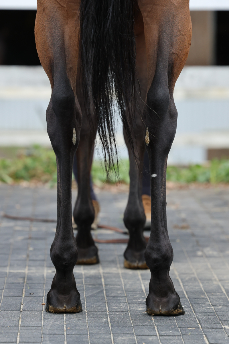 ランベントライト 牝5歳 ※繁殖牝馬 （空胎） | サラブレッドオークション