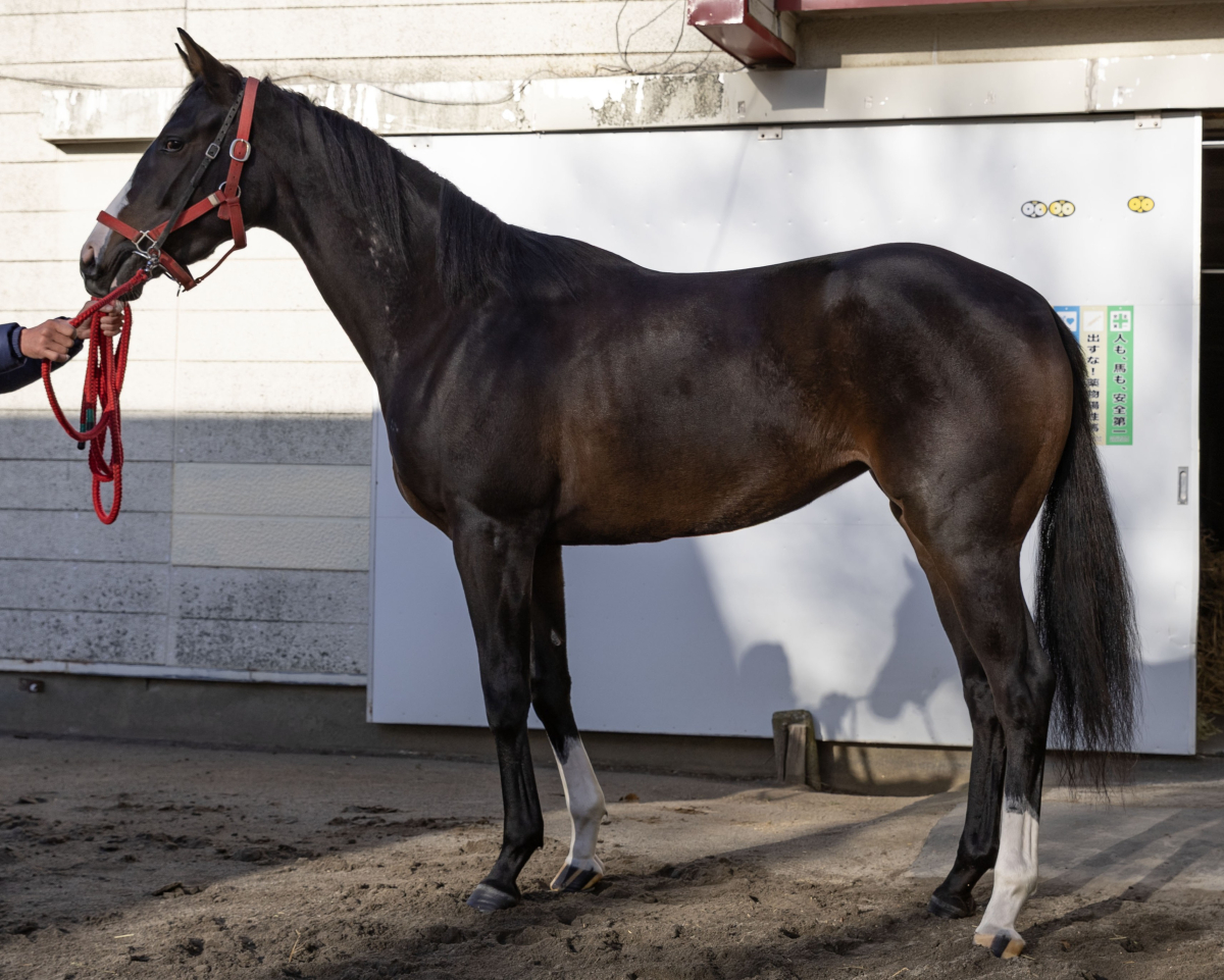 エイシンピリオド　　牝２歳　　※地方競馬　在籍_main1