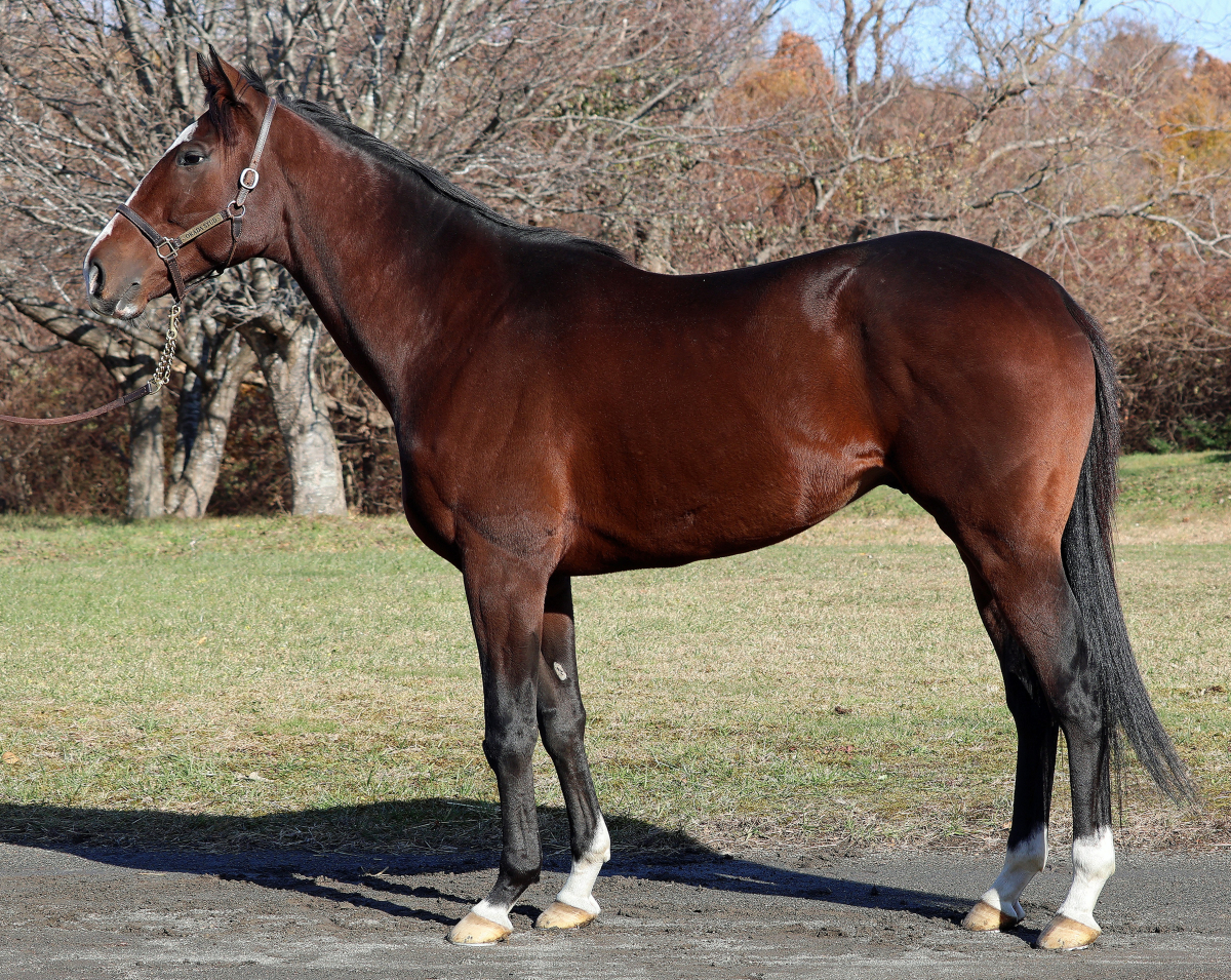 パンテレリア　　牡６歳　　※地方競馬　在籍_main1