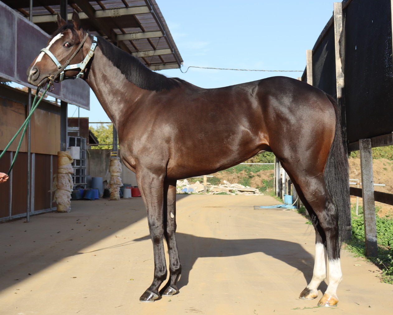 ニャンキニーズ　　牡２歳　　※中央競馬　登録抹消_main1