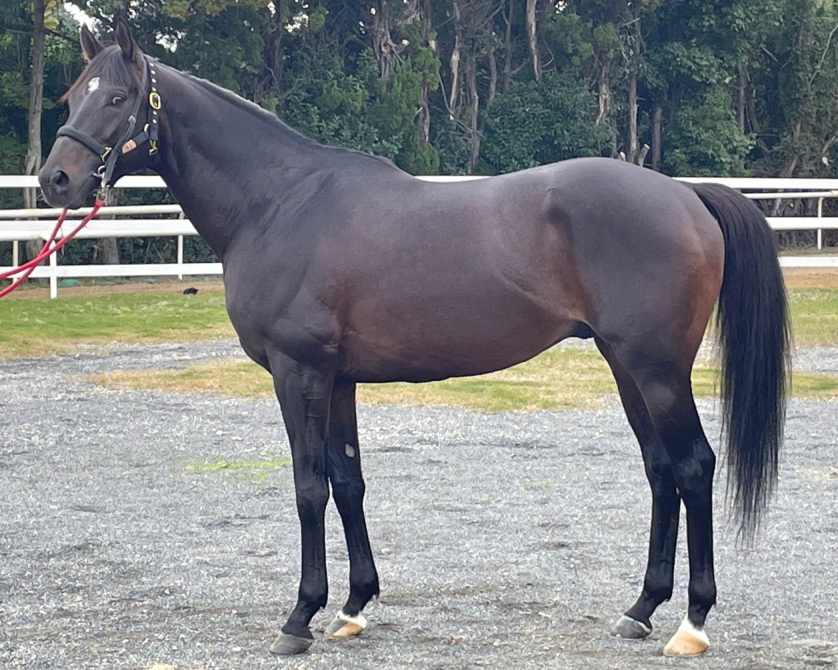 ボルザコフスキー 牡6歳 ※中央競馬 登録抹消 | サラブレッドオークション