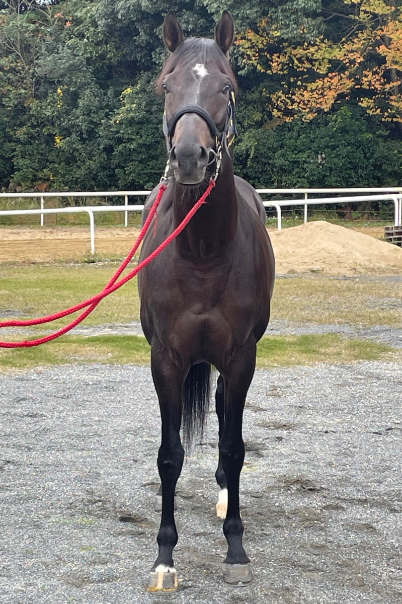 ボルザコフスキー 牡6歳 ※中央競馬 登録抹消 | サラブレッドオークション