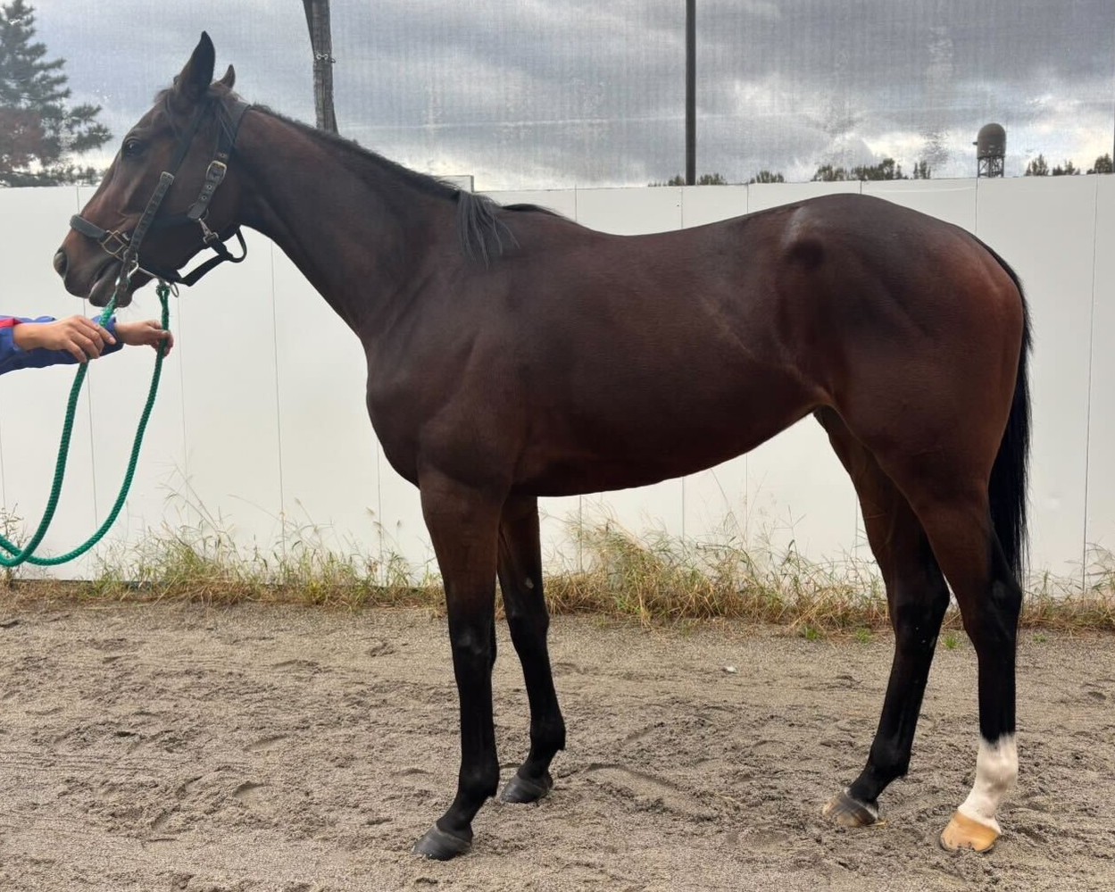 リケアリングイネ　　牝２歳　　※地方競馬　在籍_main1