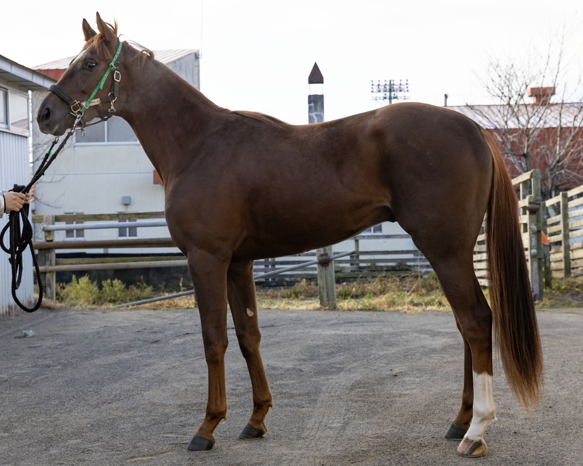 リバーサルトップ 牡2歳 ※地方競馬 在籍 | サラブレッドオークション