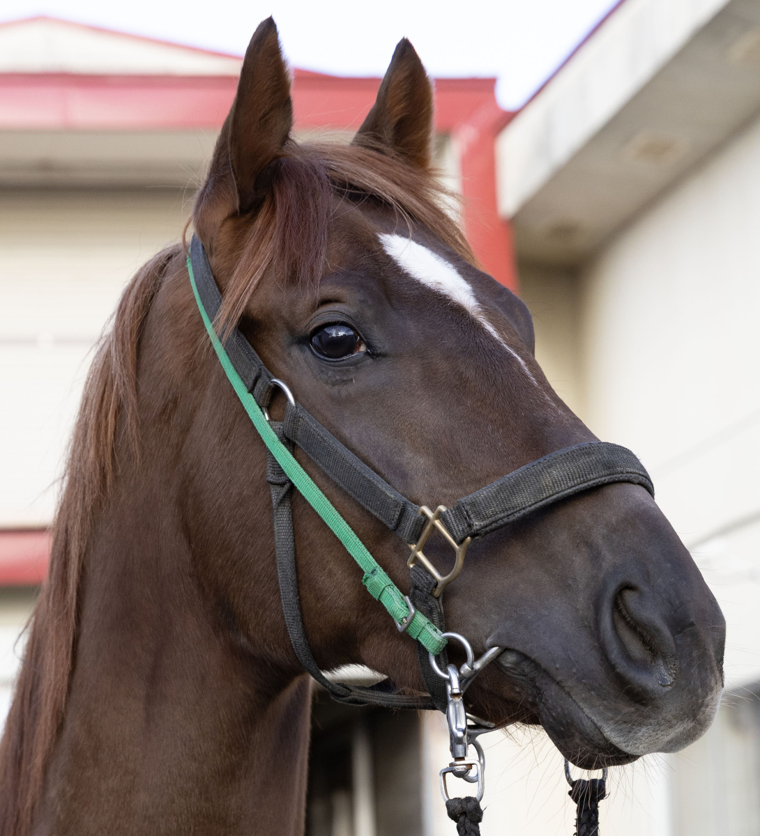 リバーサルトップ 牡2歳 ※地方競馬 在籍 | サラブレッドオークション