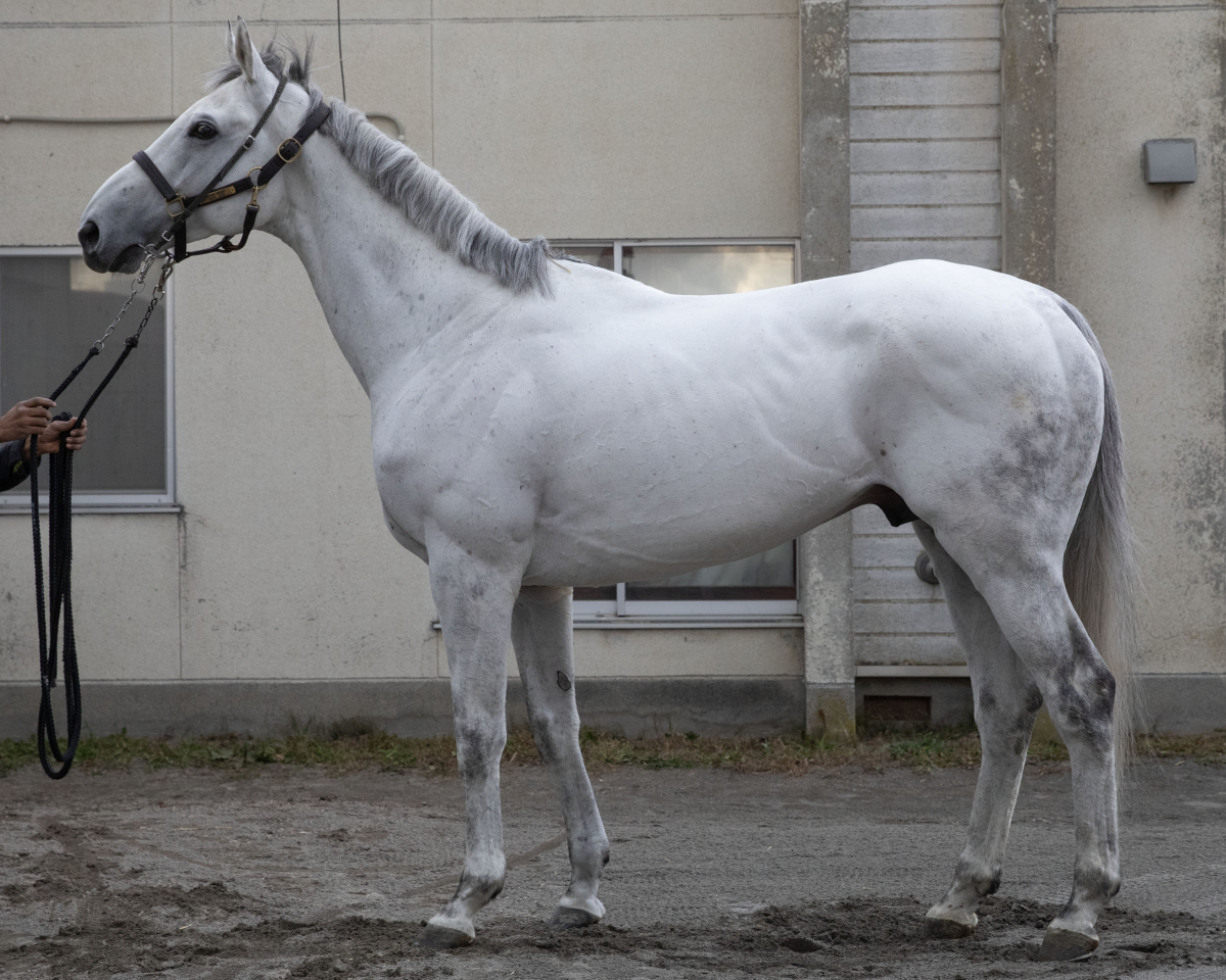 エメヴィベール　　牡６歳　　※地方競馬　在籍_main1