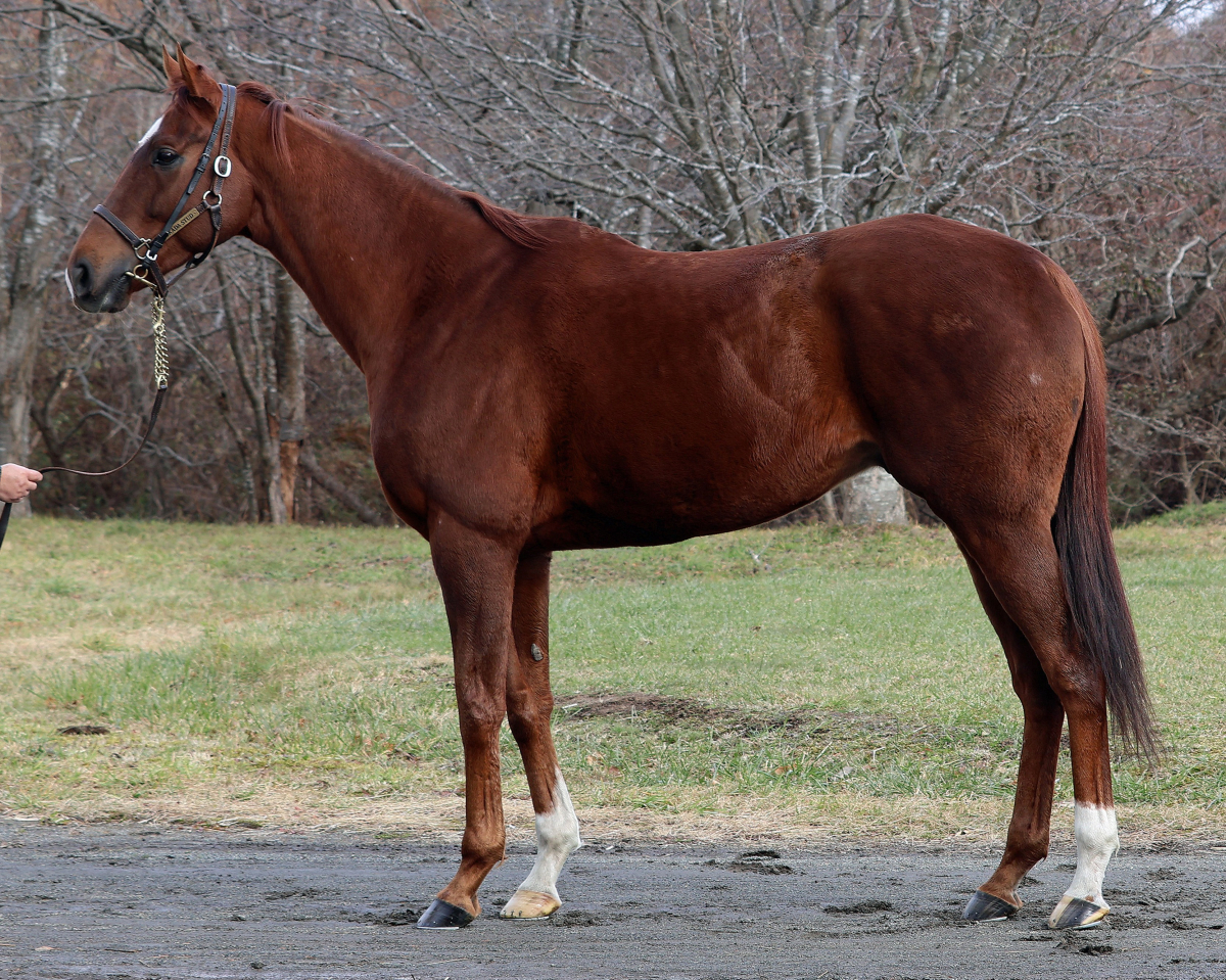 アースライザー　　セン８歳　　※地方競馬　在籍_main1