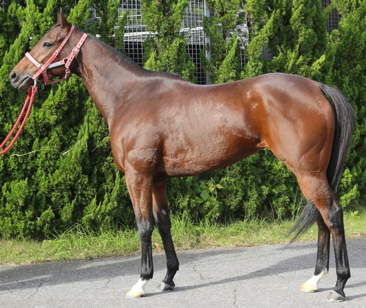 チカポコ　　牝５歳　　※中央競馬　登録抹消_main1