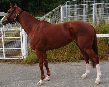 オースミメッシーナ　　牝６歳　　※中央競馬　登録抹消_main1