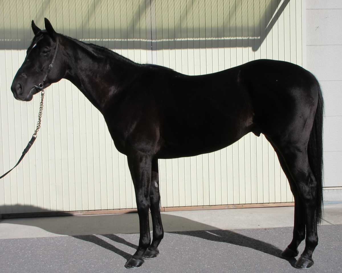 ギャラクシーナイト　　牡６歳　　※中央競馬　登録抹消_main1