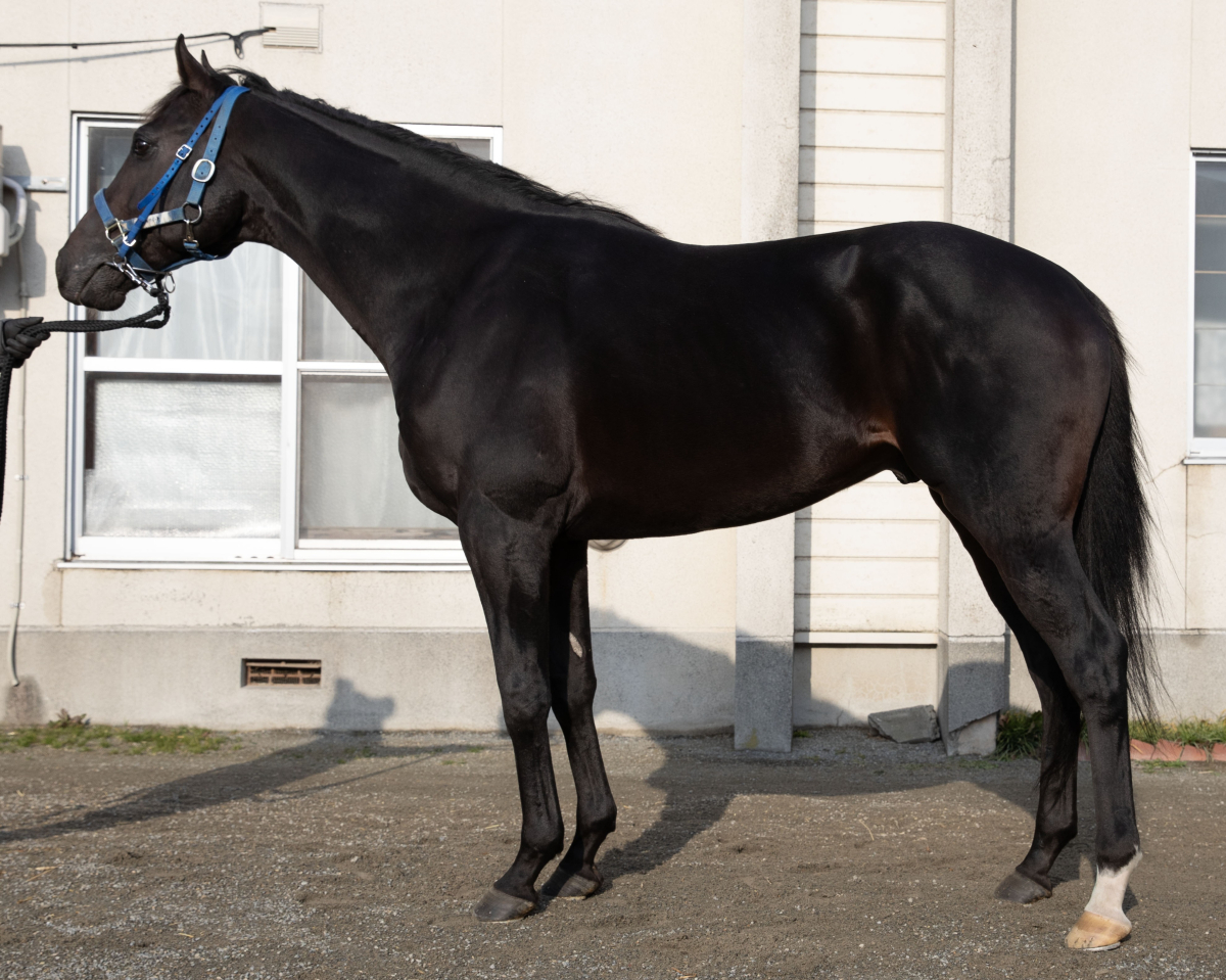 ブラックビート 牡3歳 ※地方競馬 在籍 | サラブレッドオークション