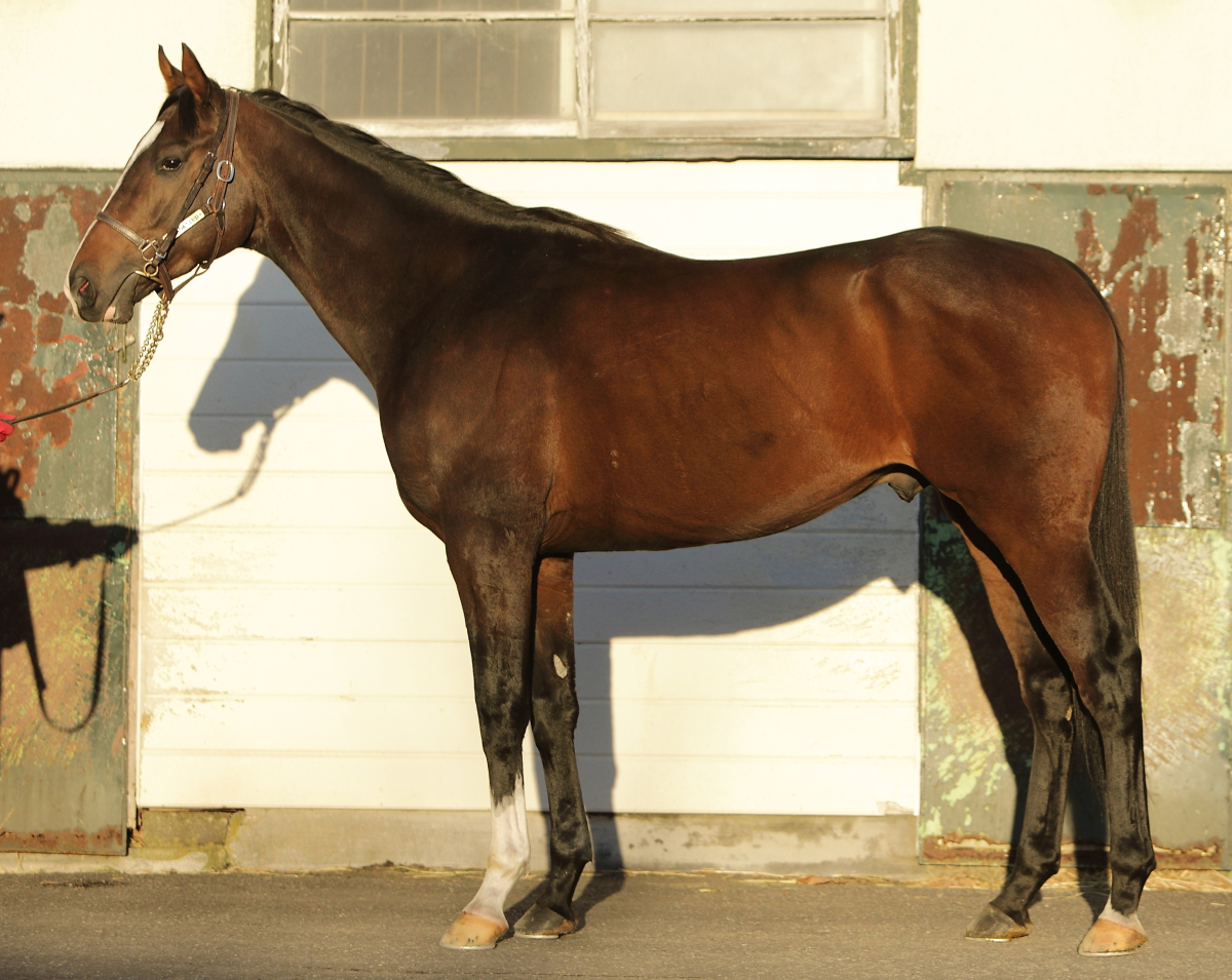 マンダレーヒル　　牡３歳　　※地方競馬　在籍_main1