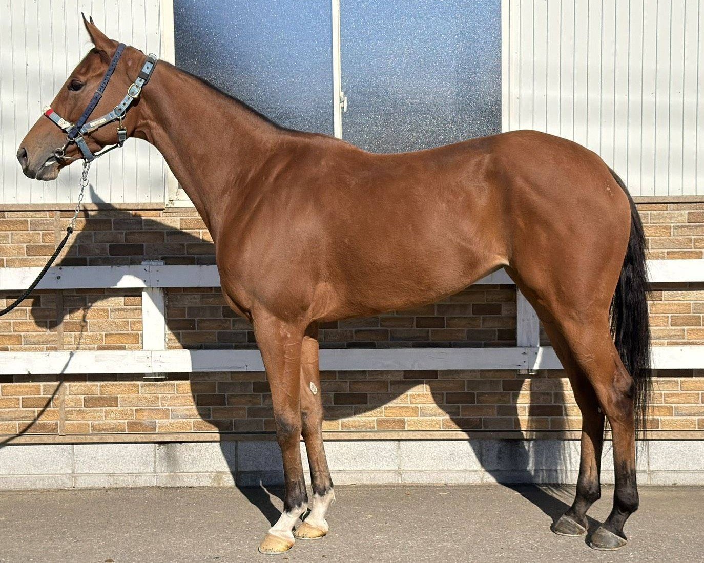 ジョーソーレ　　牝４歳　　※地方競馬　在籍_main1