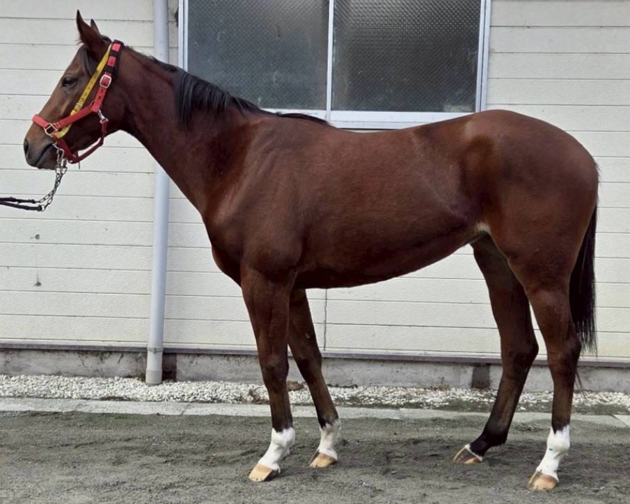 ブラッディメアリー　　牝２歳　　※地方競馬　在籍_main1