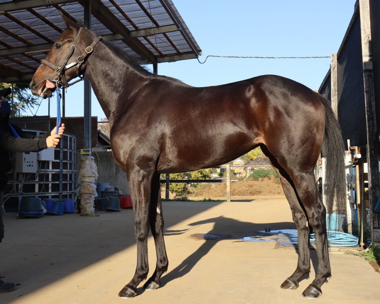 ガオロードチョコ ファイル、アナザー等まとめ カルラ ザラキエ 引退 ガオロードチョコ ファイル、アナザー等まとめ カルラ ザラキエ 引退