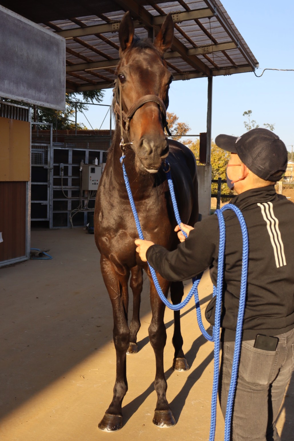 ガオロードチョコ ファイル、アナザー等まとめ カルラ ザラキエ 引退 超獣戯牙ガオロード カードファイル｜発売日：2021年12月6日｜バンダイ