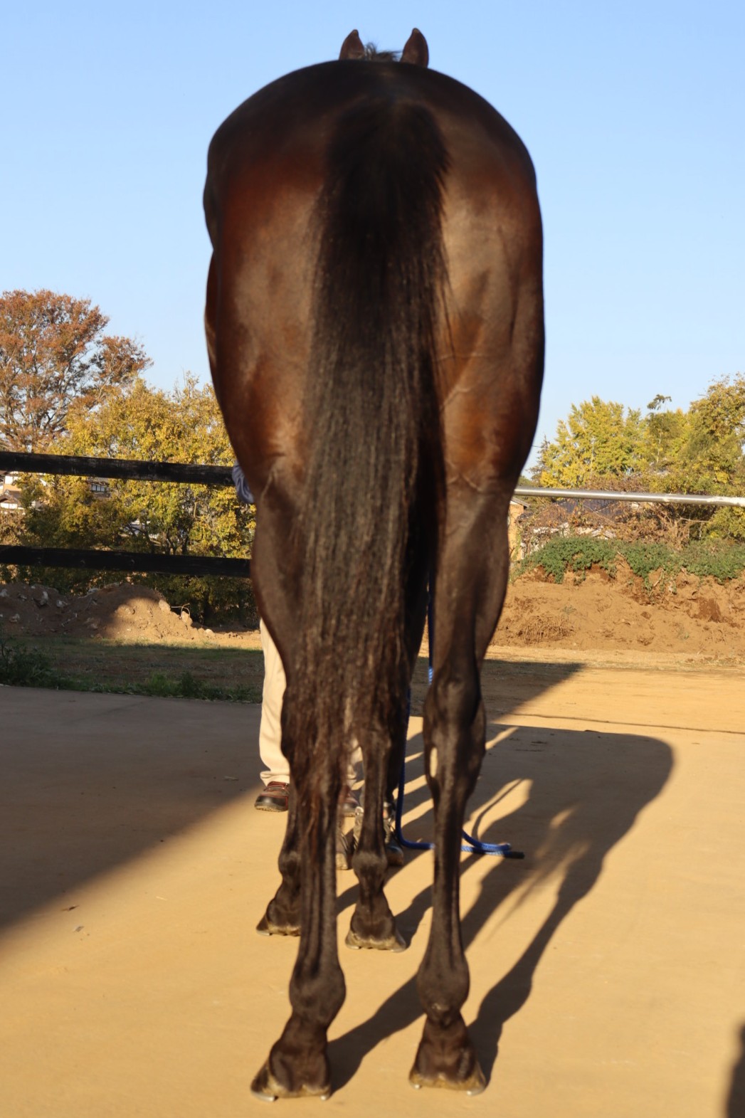 ガオロードチョコ ファイル、アナザー等まとめ カルラ ザラキエ 引退 超獣戯牙ガオロード カードファイル｜発売日：2021年12月6日｜バンダイ