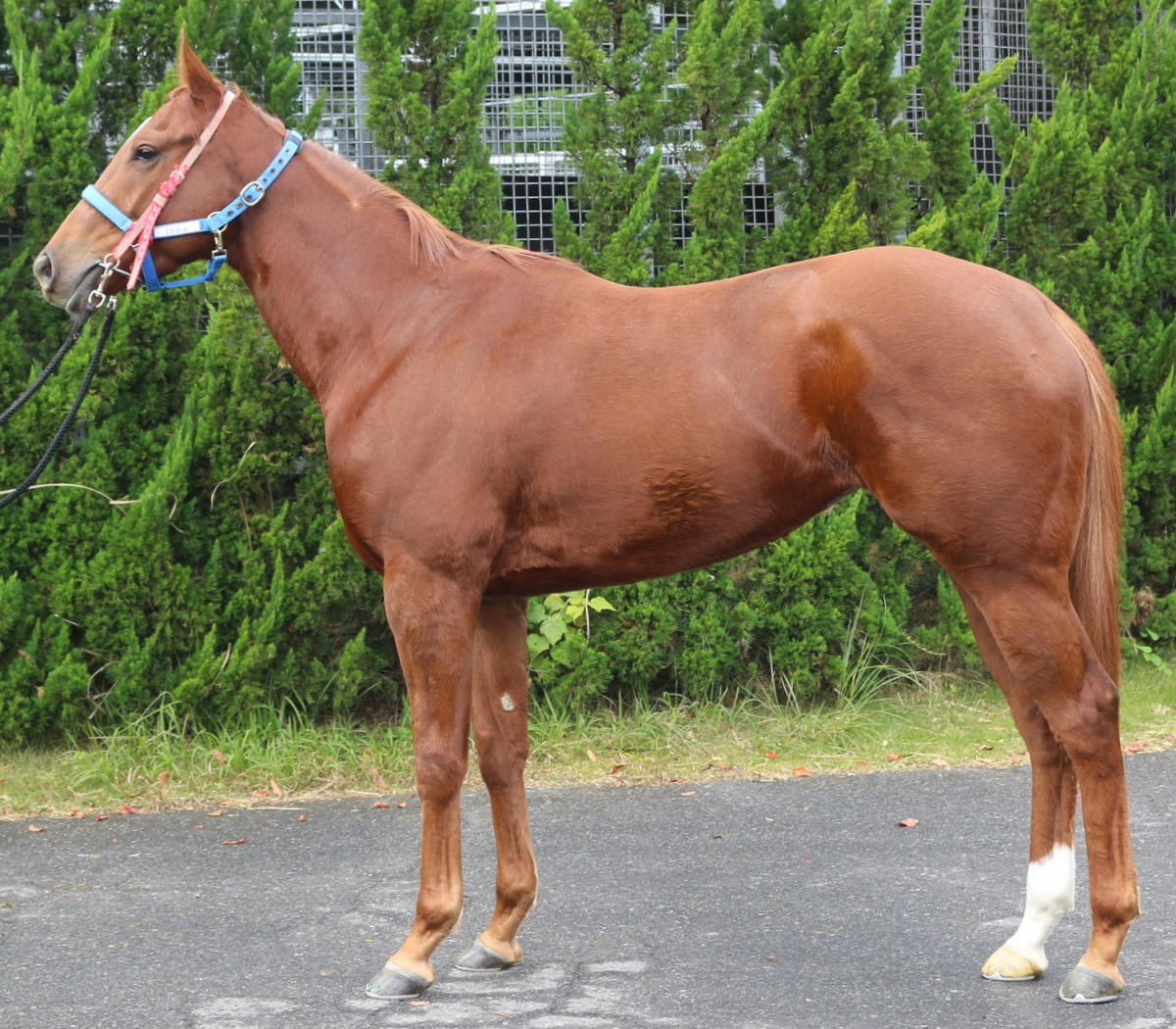 スマートバニー　　牝２歳　　※中央競馬　登録抹消_main1