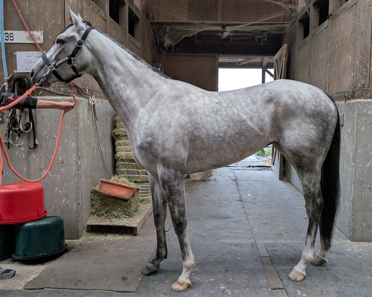 ファータビアンカ　　牝３歳　　※地方競馬　在籍_main1