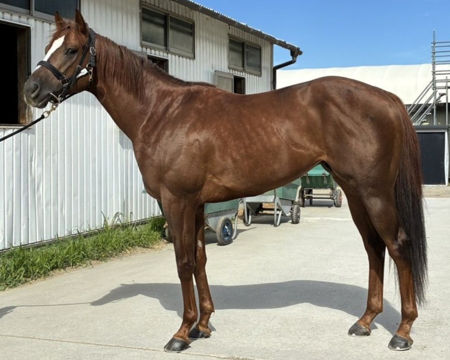 セルベッサ　　牡３歳　　※地方競馬　在籍_main1