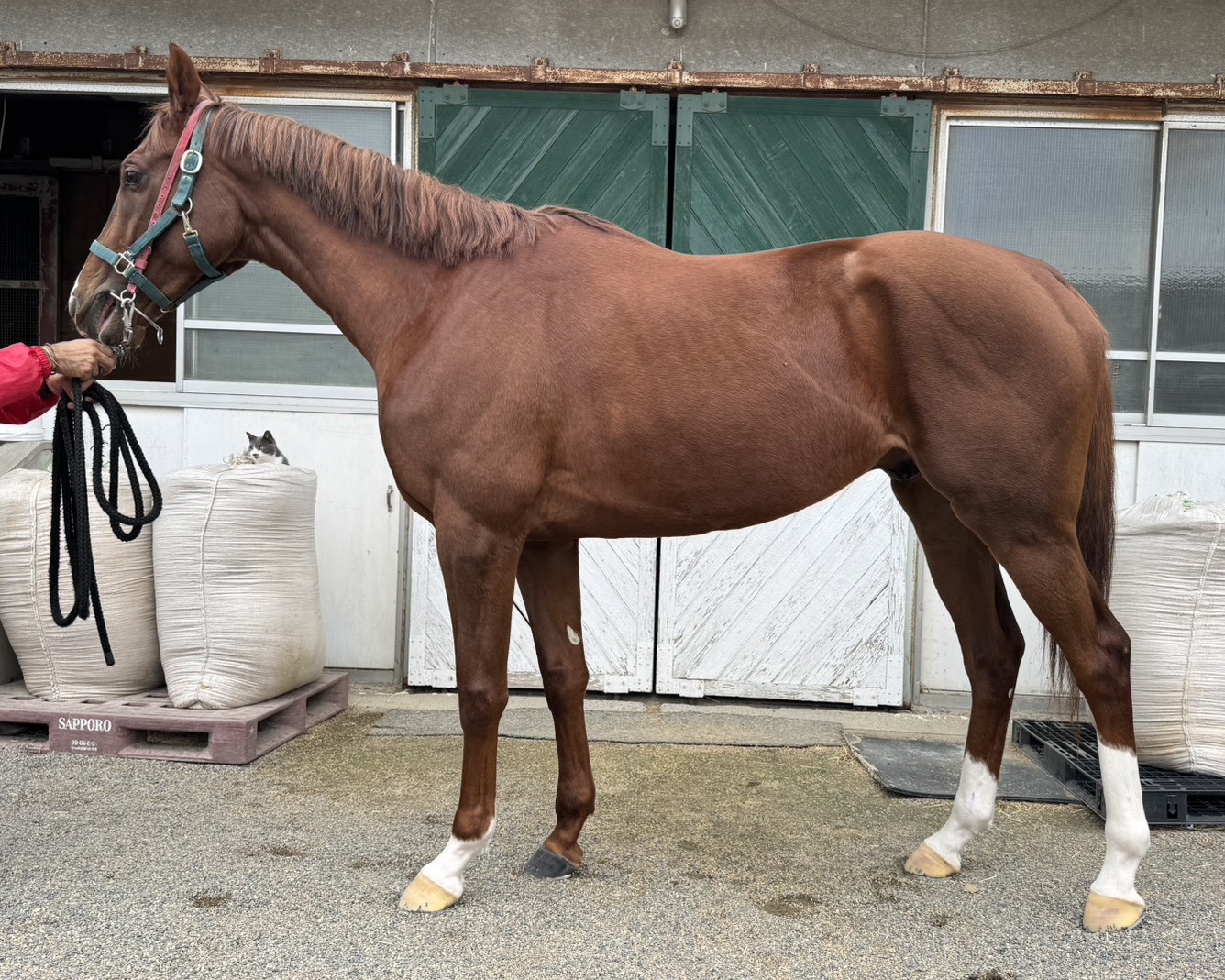 ネオシャングリラ 牡3歳 ※地方競馬 在籍 | サラブレッドオークション