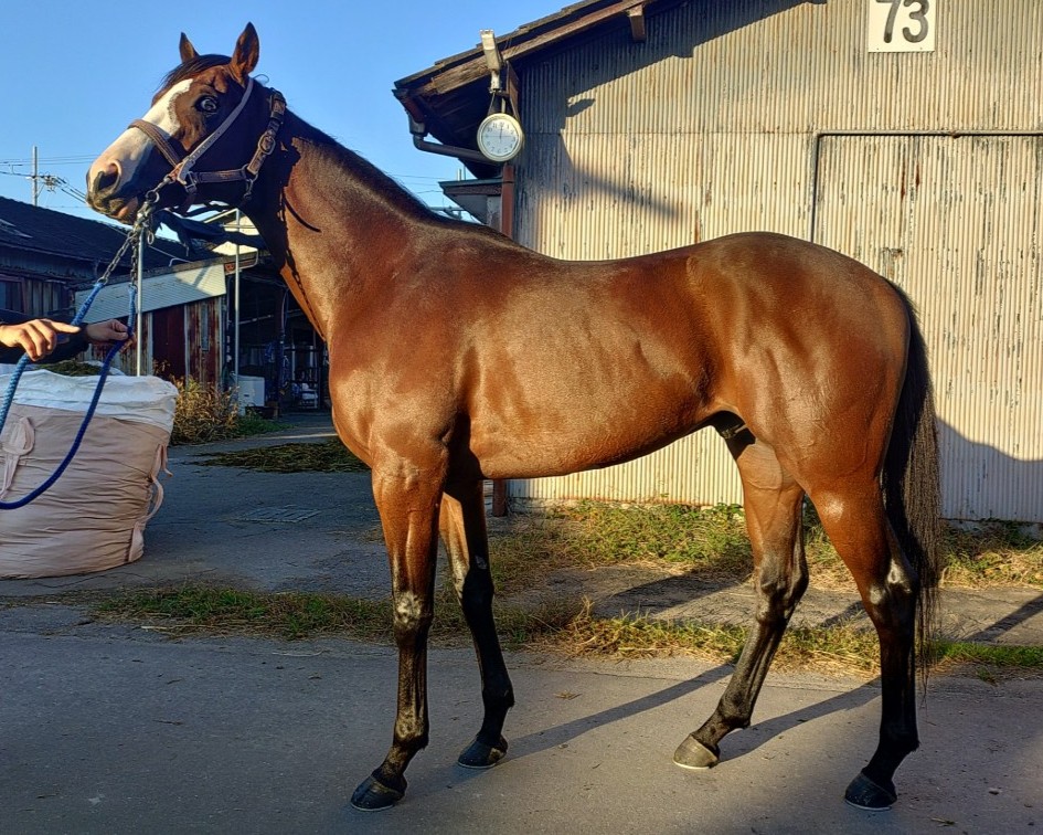 ベラジオチャンプ　　牡３歳　　※地方競馬　在籍_main1