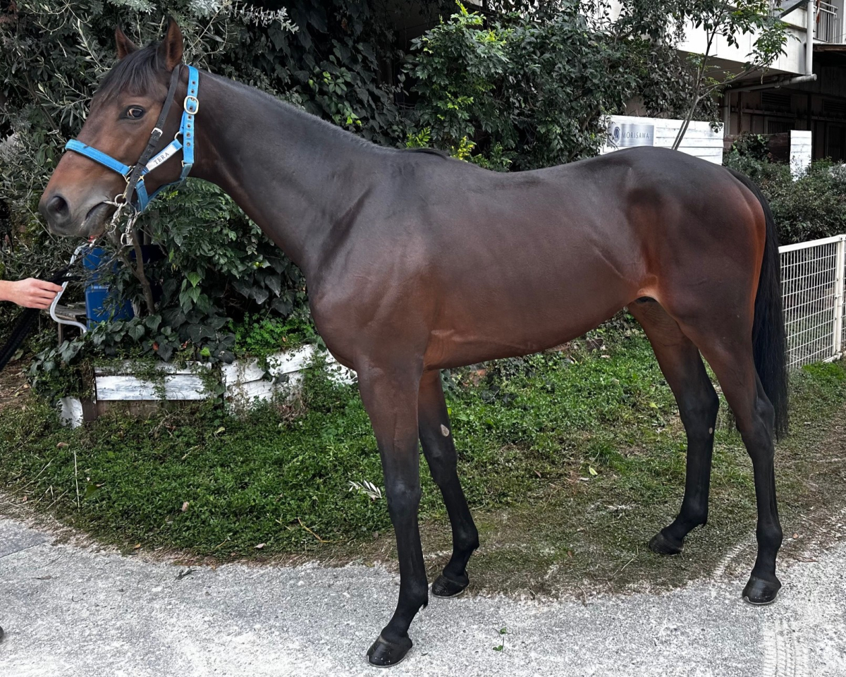 バイルシュタイン　　牡３歳　　※地方競馬　在籍_main1