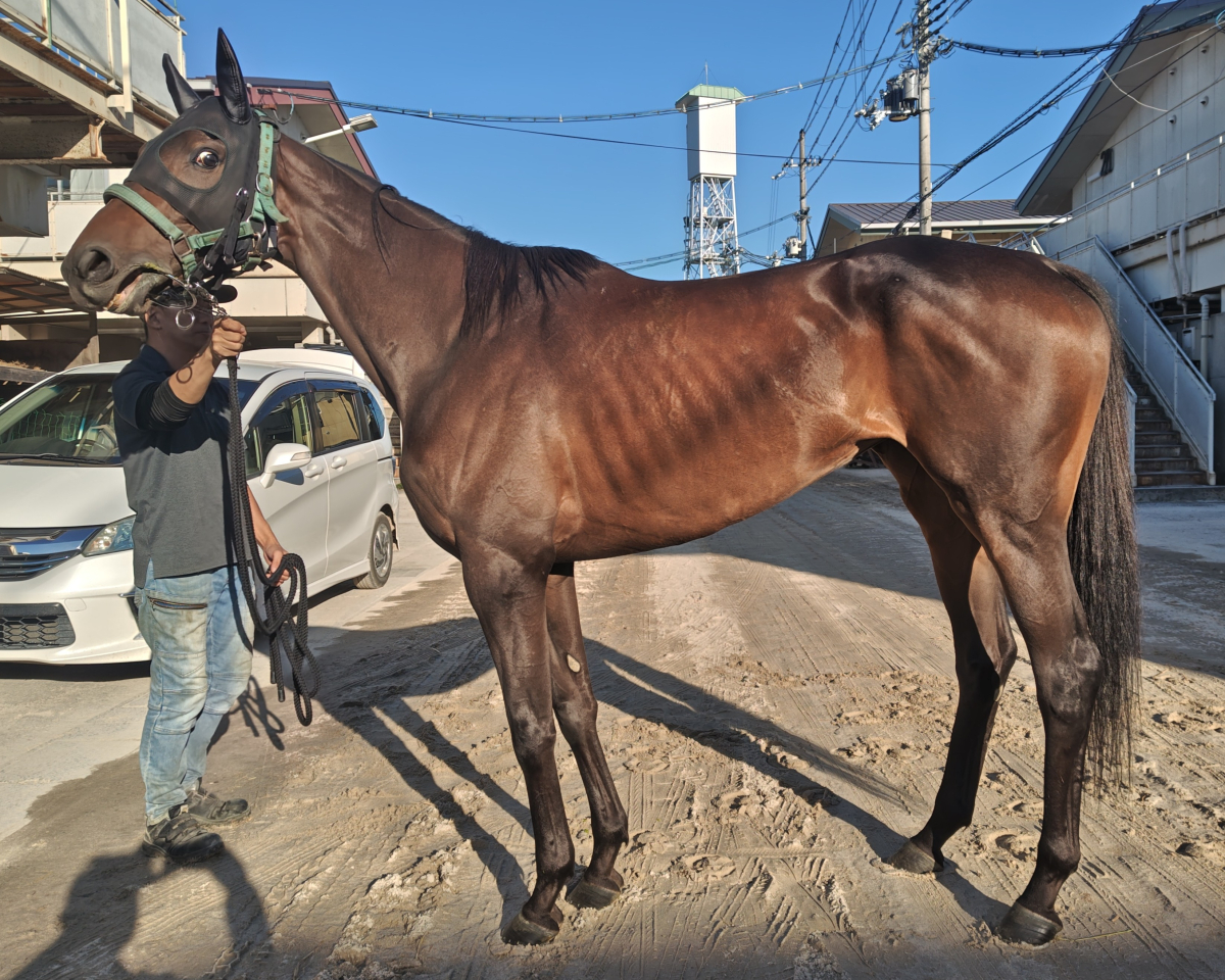 ラガープリンセス　　牝５歳　　※地方競馬　在籍_main1