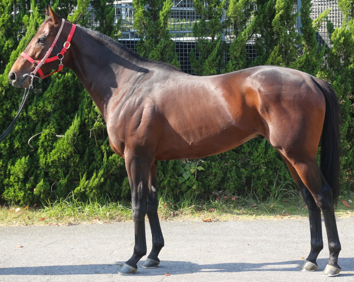 メイショウイヌワシ　　牡６歳　　※中央競馬　登録抹消_main1