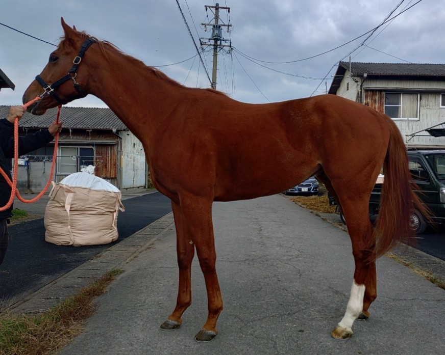 ベネディクティオ　　牡３歳　　※地方競馬　在籍_main1