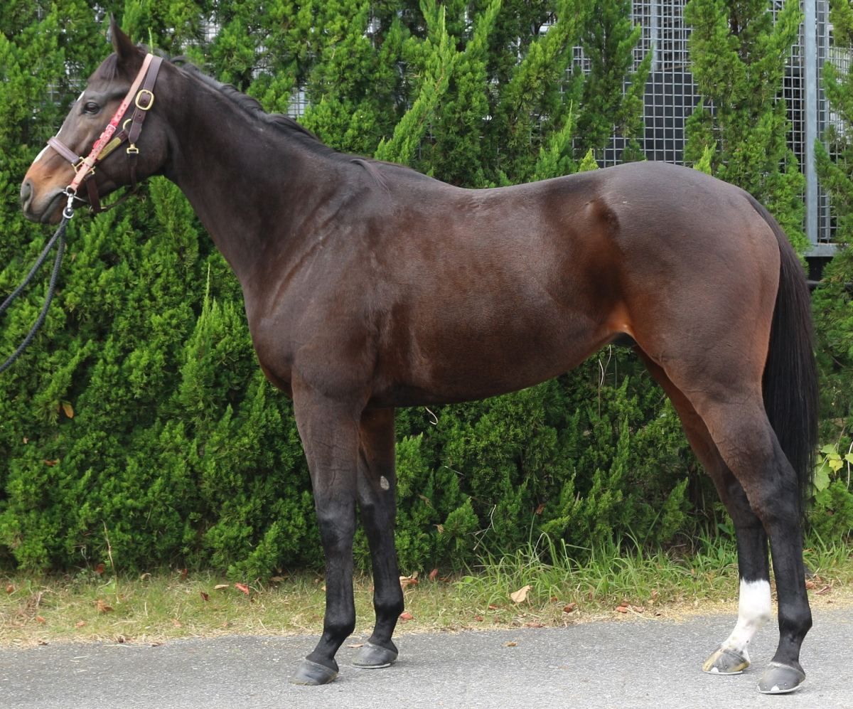 ノイヤーヘルト セン4歳 ※地方競馬 在籍 | サラブレッドオークション