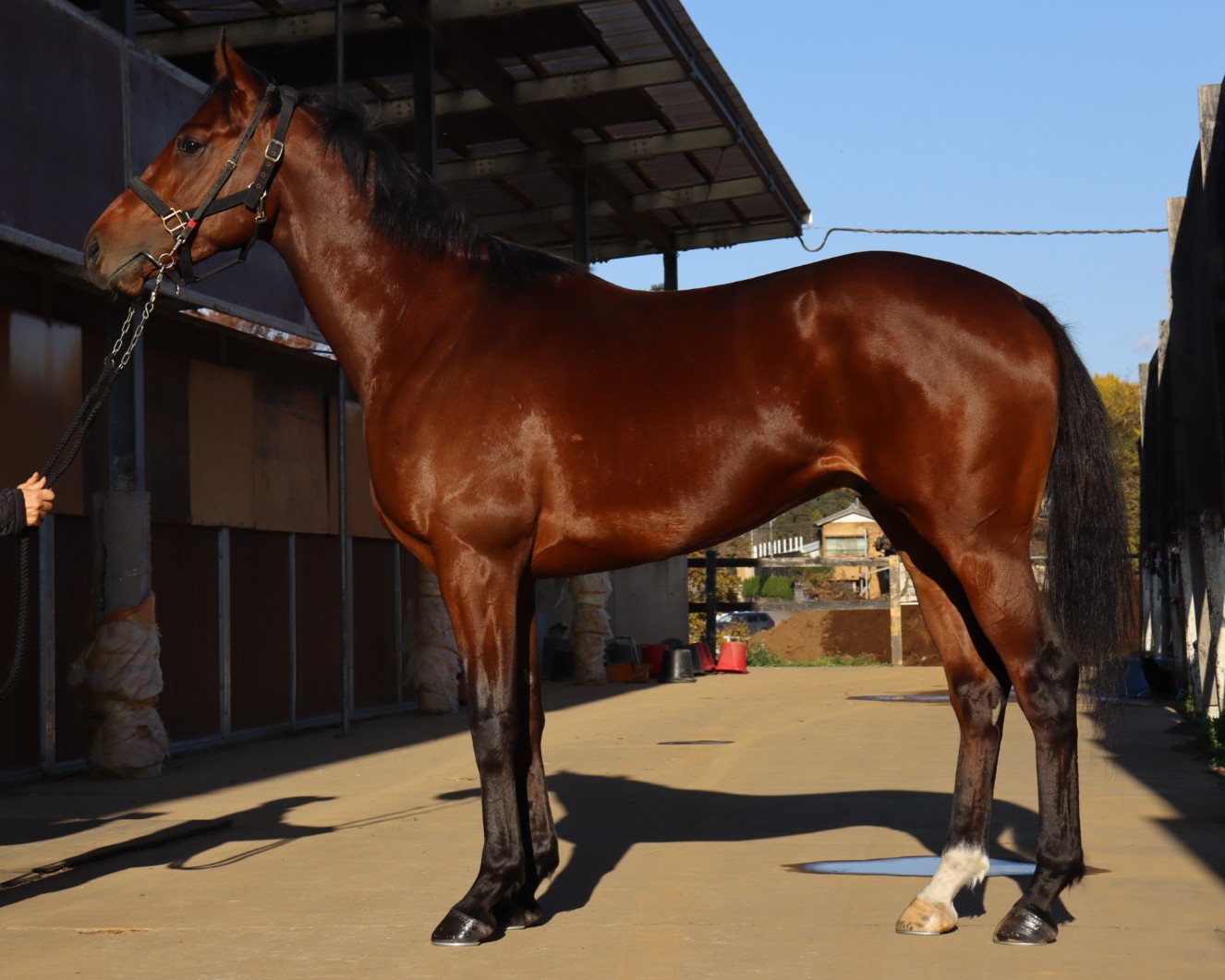 ナダッコ　　牡２歳　　※中央競馬　登録抹消_main1