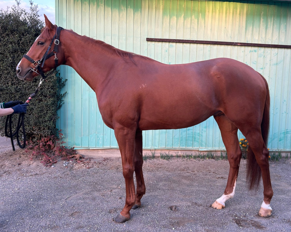 モズフェスティバル　　牡３歳　　※中央競馬　登録抹消_main1