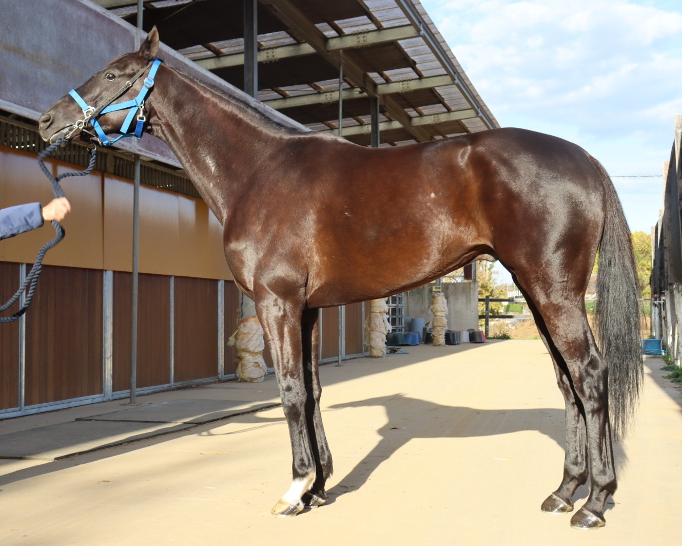 ヒシタイカン　　セン５歳　　※中央競馬　登録抹消_main1