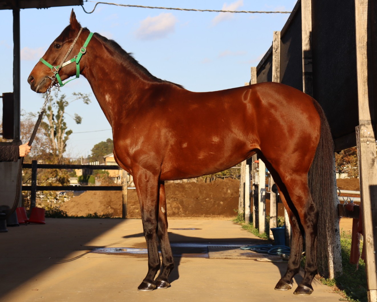 アルヴィエンヌ　　牝５歳　　※中央競馬　登録抹消_main1