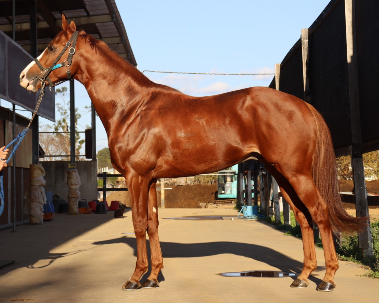 シックザイン 牡6歳 ※中央競馬 登録抹消 | サラブレッドオークション