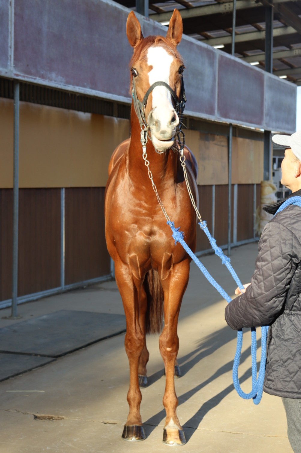 シックザイン 牡6歳 ※中央競馬 登録抹消 | サラブレッドオークション
