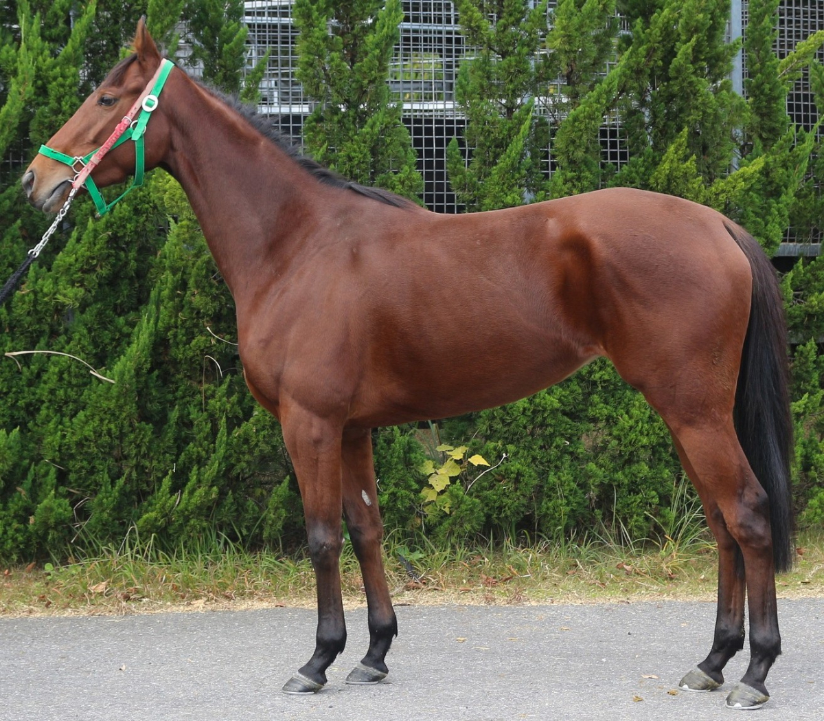 ベレーザフィン　　牝３歳　　※中央競馬　登録抹消_main1