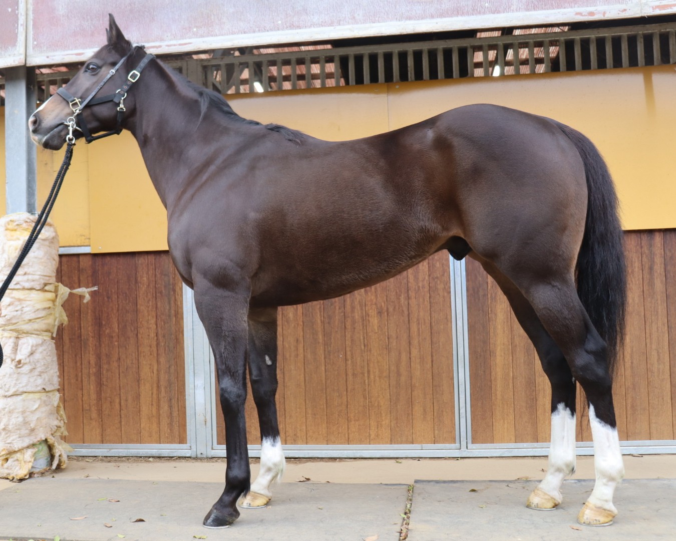 ヴァンガーズハート　　セン６歳　　※中央競馬　登録抹消_main1