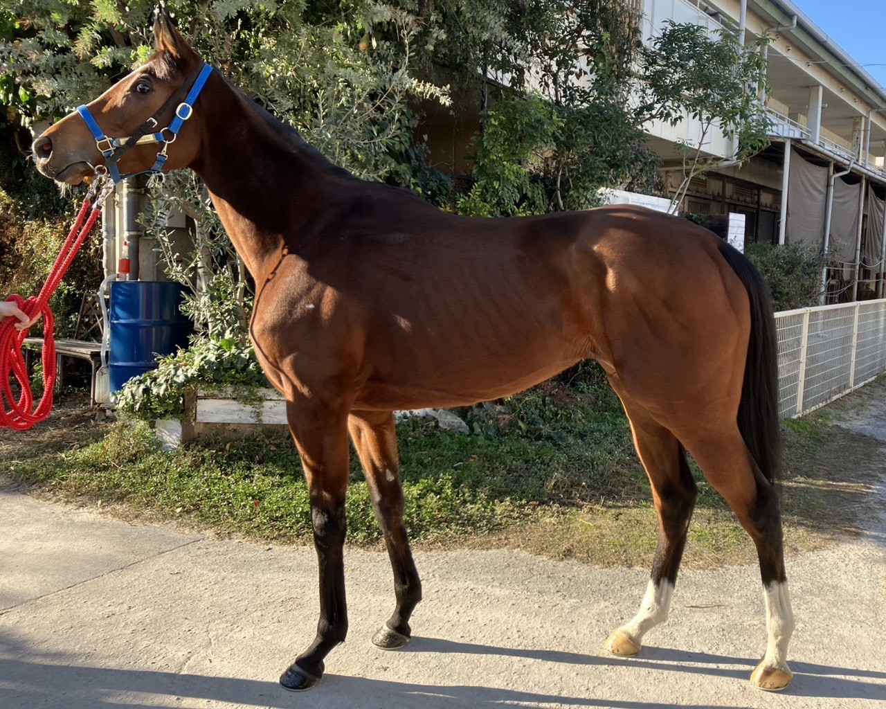 エリカサンタモニカ　　牝３歳　　※地方競馬　在籍_main1