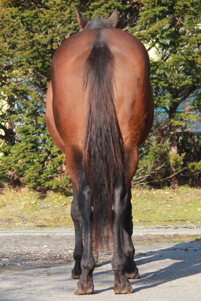 マホウノランプ 牝3歳 ※繁殖牝馬 （受胎：ジャックドール